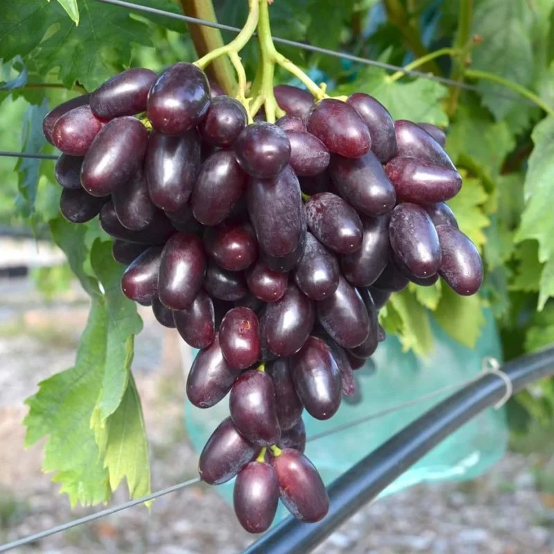 Giovanni Grape Seedss 100 pcs (Vitis vinifera) Vines Table Grape gallery