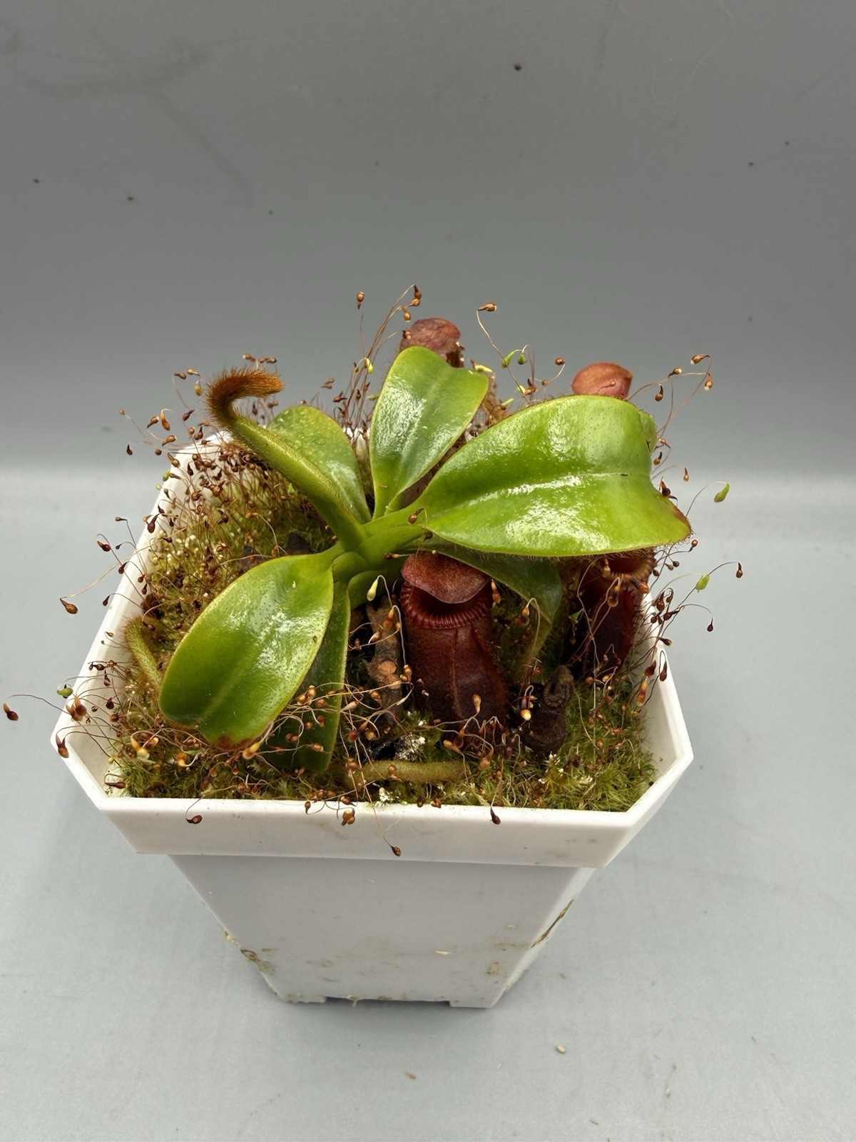 Nepenthes Villosa - Mt Kinabalu Specimen, Deep Red Pitchers gallery
