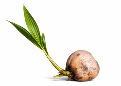 Fresh Green Coconuts – Live Sprouting Coconuts – Coconut Water or Planting NO CA