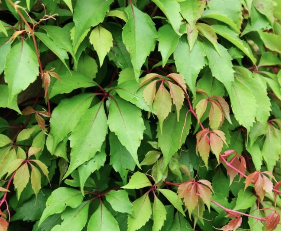 Virginia Creeper Plant 10 Bare Live Roots For Transplanting gallery
