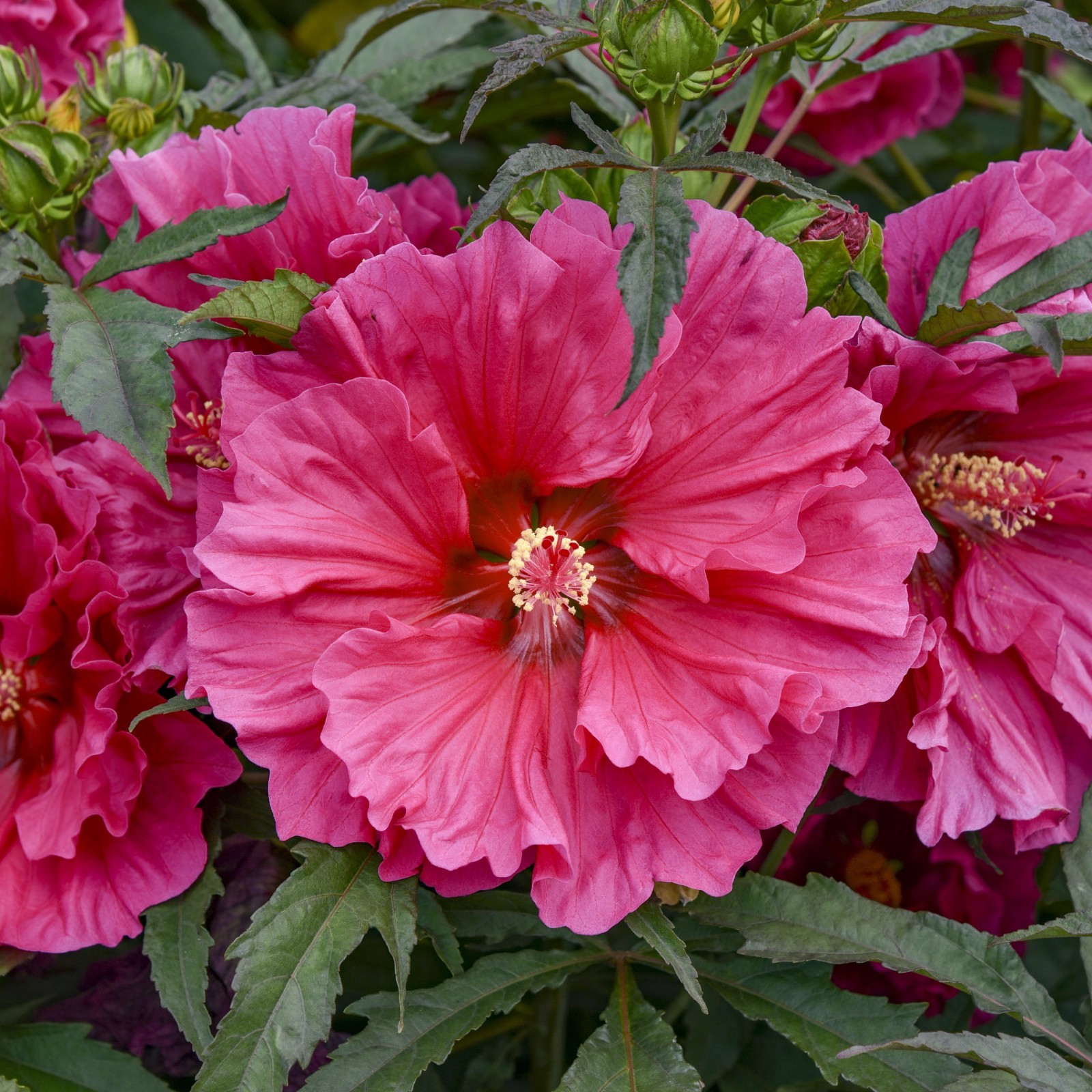 bush hibiscus WATERMELON RUFFLES new flower hardy 2.5" pot = 1 Live Potted Plant gallery