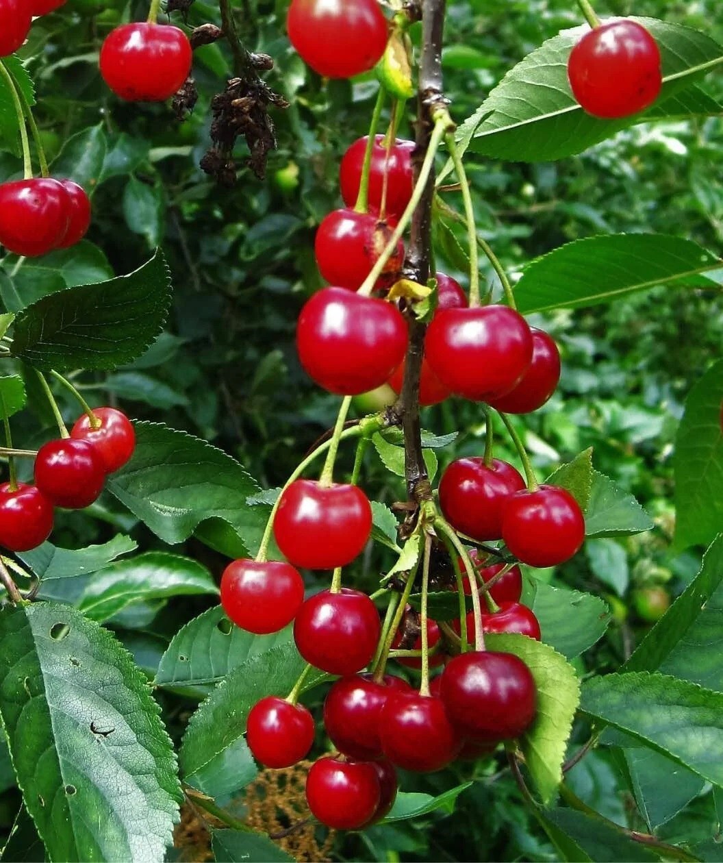 Montmorency Sour Cherry Tree 10 - 50 Seeds Tart Fruit NON-GMO Fresh Harvest gallery