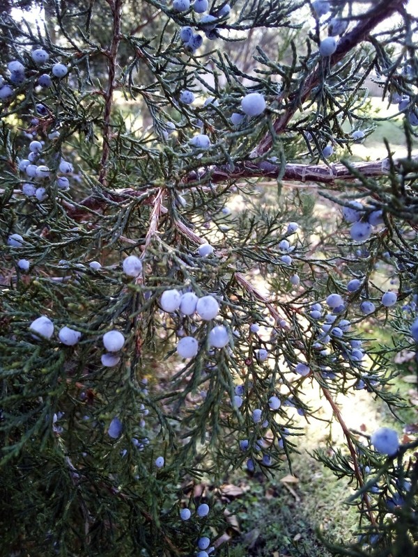 30 SEEDS EASTERN RED CEDAR gallery