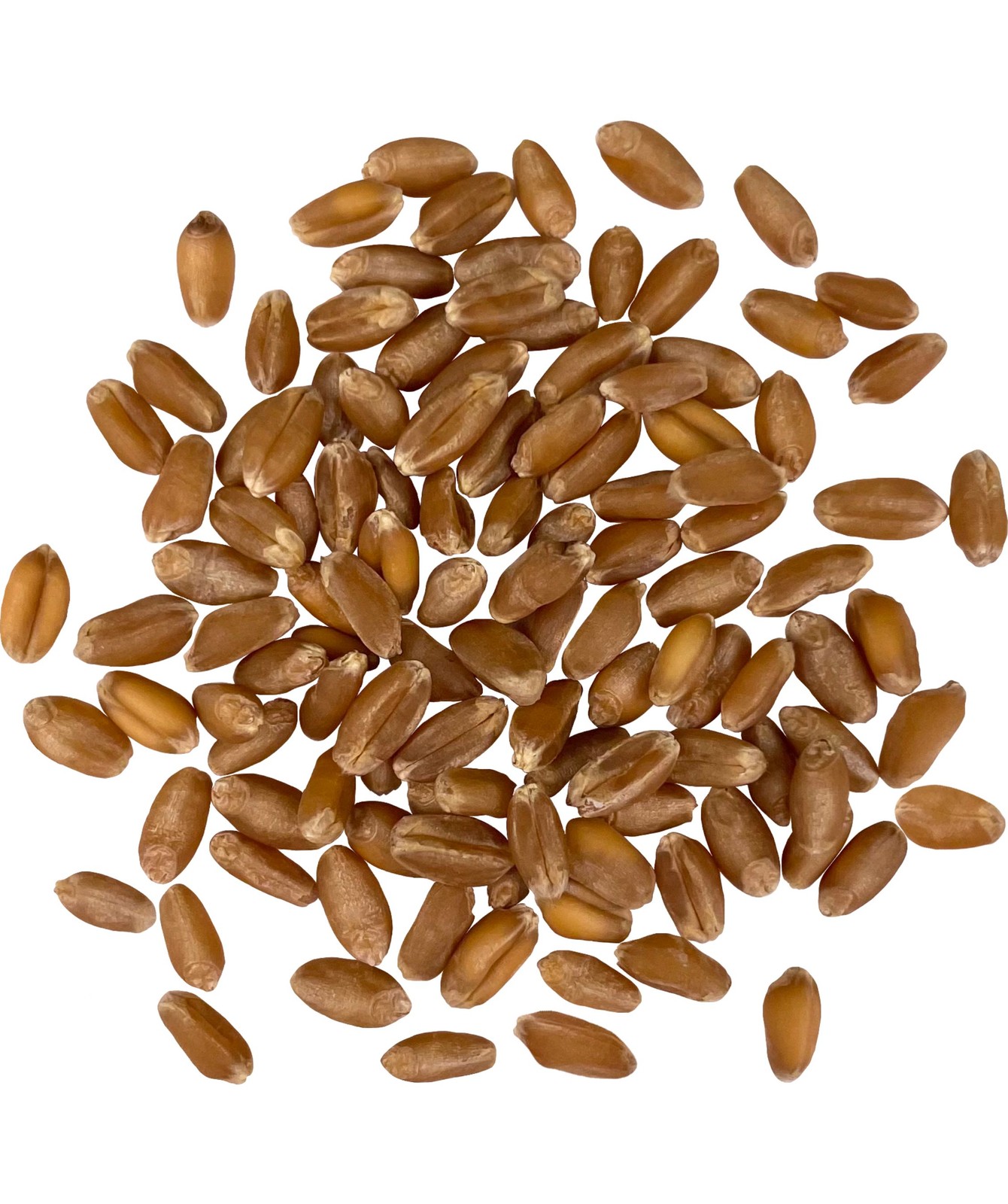 Hard Red Winter Wheat | 25 LB Bucket gallery