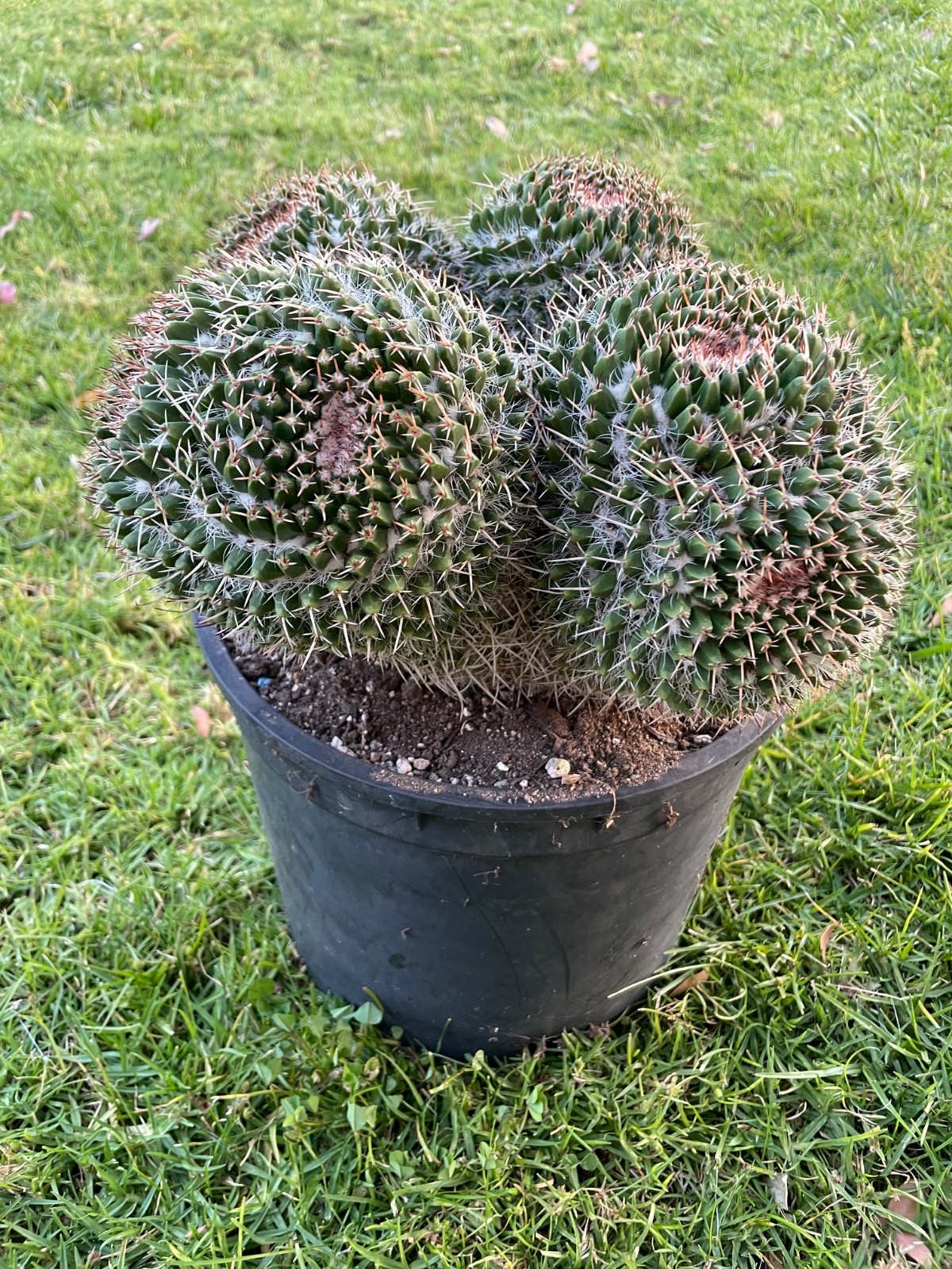 stunning, 4 huge double head cluster, Mammillaria Nejapensis #51A gallery