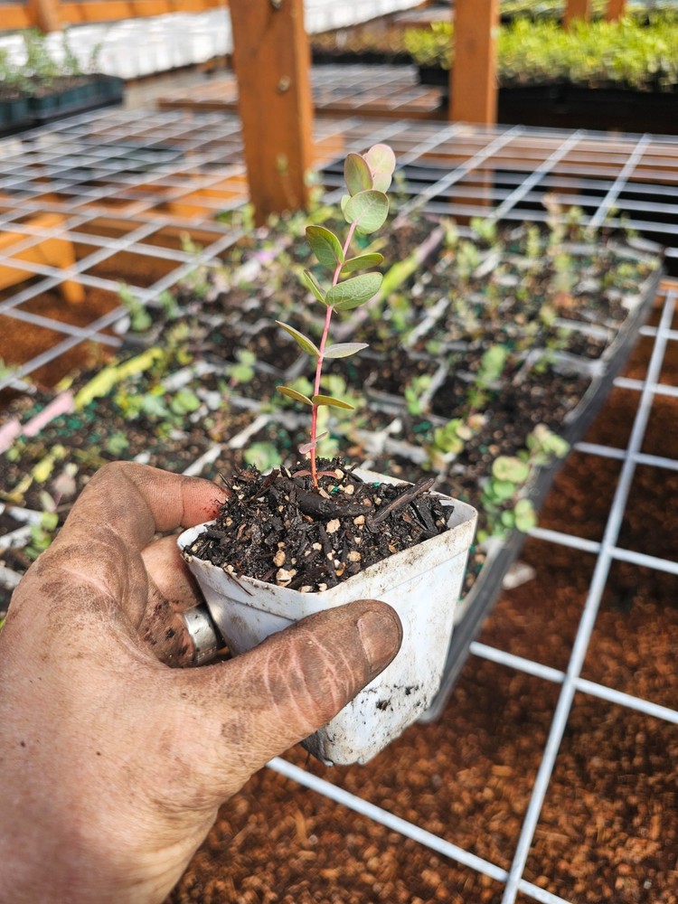 one small silver dollar eucalyptus tree growing in 3" pot gum koala