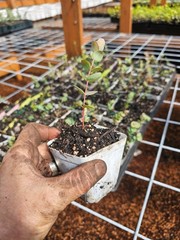 one small silver dollar eucalyptus tree growing in 3″ pot gum koala