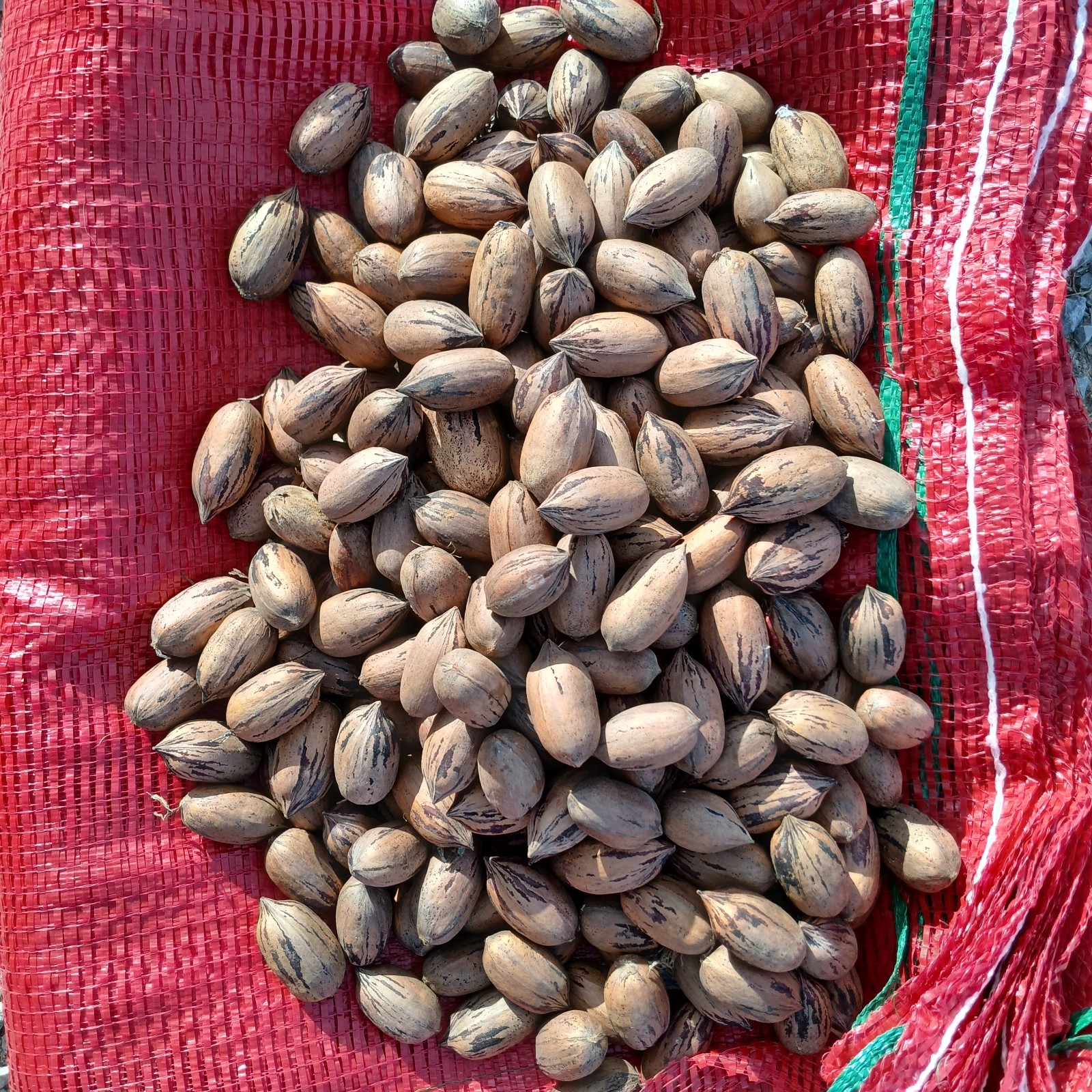 Fresh 2025 Paper Shell Pecans Whole in Shell gallery