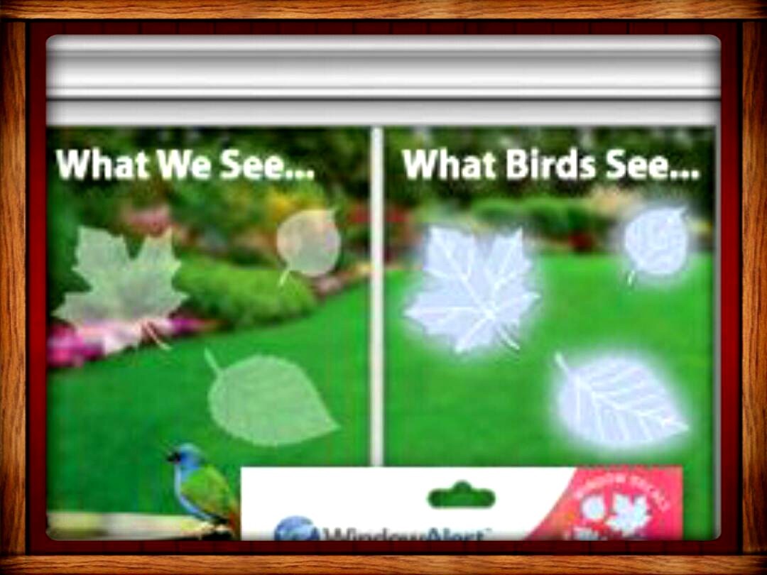 Window Alert ANTI-COLLISION CLINGS LEAF DECALS SAVE PREVENT BIRD WINDOW STRIKES gallery