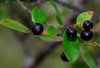 Sparkleberry Tree {Vaccinium arboreum} 15+ Pre-Stratified seeds Fruiting Shrub gallery