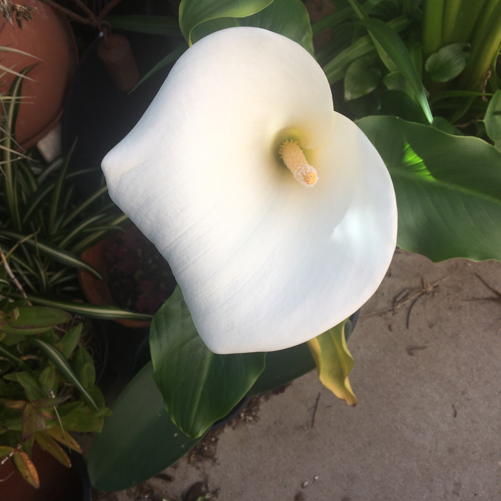 5 Live Plants White Calla Lily Bulb Voodoo koi pond bog Flower Amorphous Cactus gallery