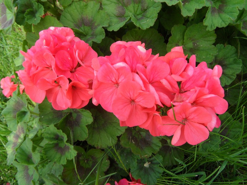 6 cuttings Geranium Orange Plant Garden Classic Zonal Geranium 5 inches length gallery