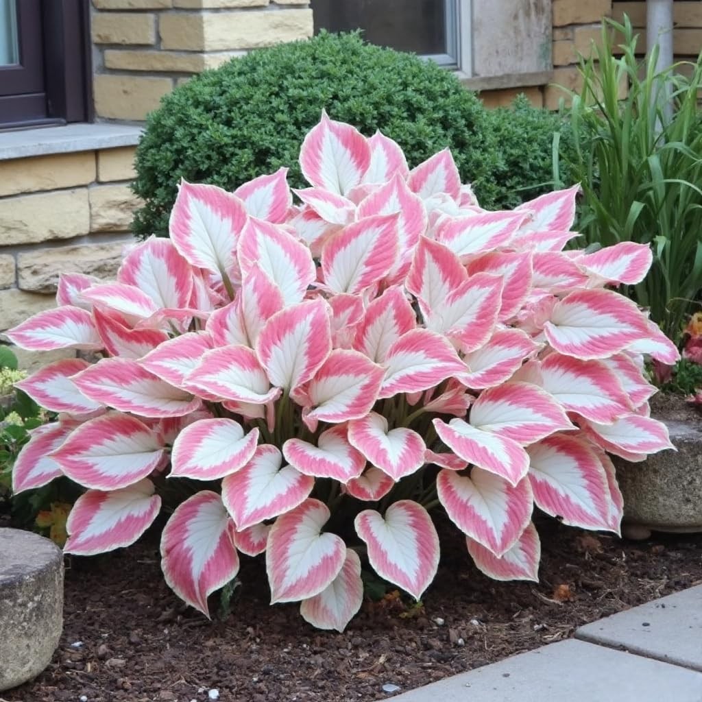 311+ Mixed Hosta Seeds for Planting – Perennial Shade Plants with Mix gallery
