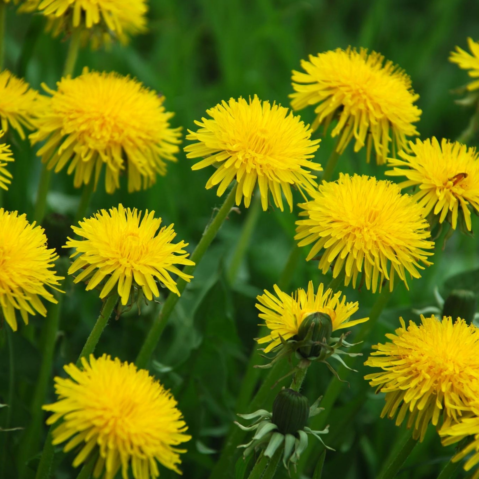 Dandelion Flowers - Seeds - Edible Flowers - Organic - Non Gmo - Heirloom Seeds gallery