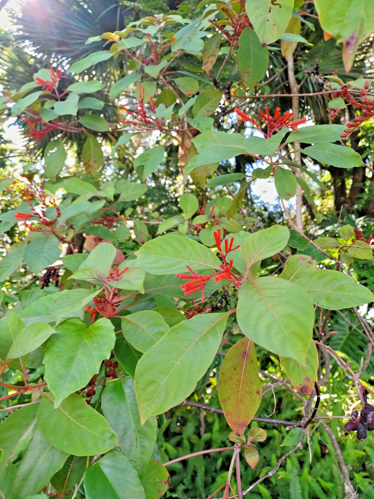 50+ Florida Native Firebush Seeds, Hamelia patens (Gathered 2026) gallery