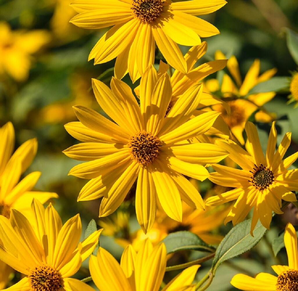 Maximilian Sunflower Seeds | Heirloom & Non-GMO | Fresh Perennial Flower Seeds gallery