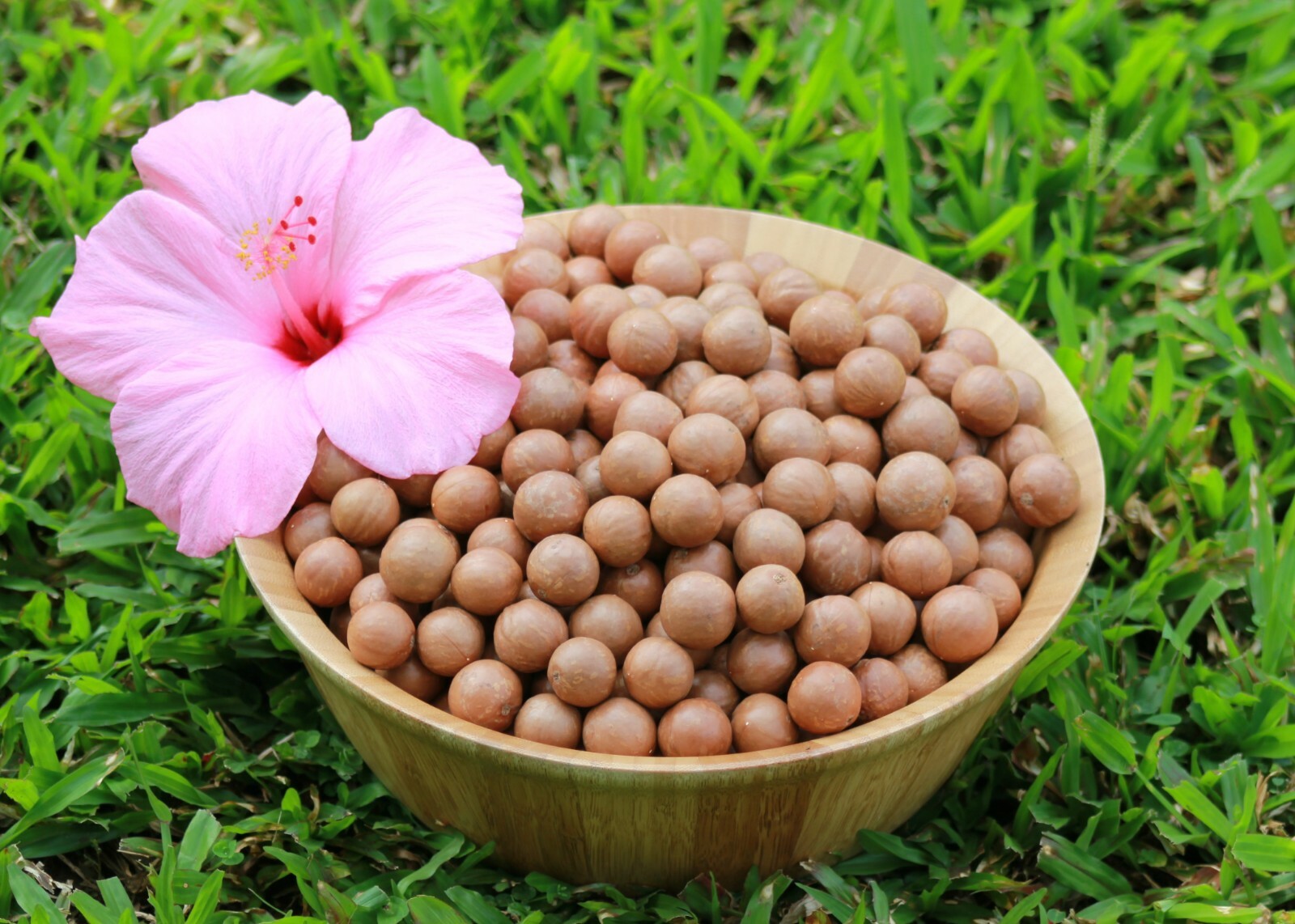 In Shell Macadamia Nuts Fresh from Hawaii (11 pounds) gallery