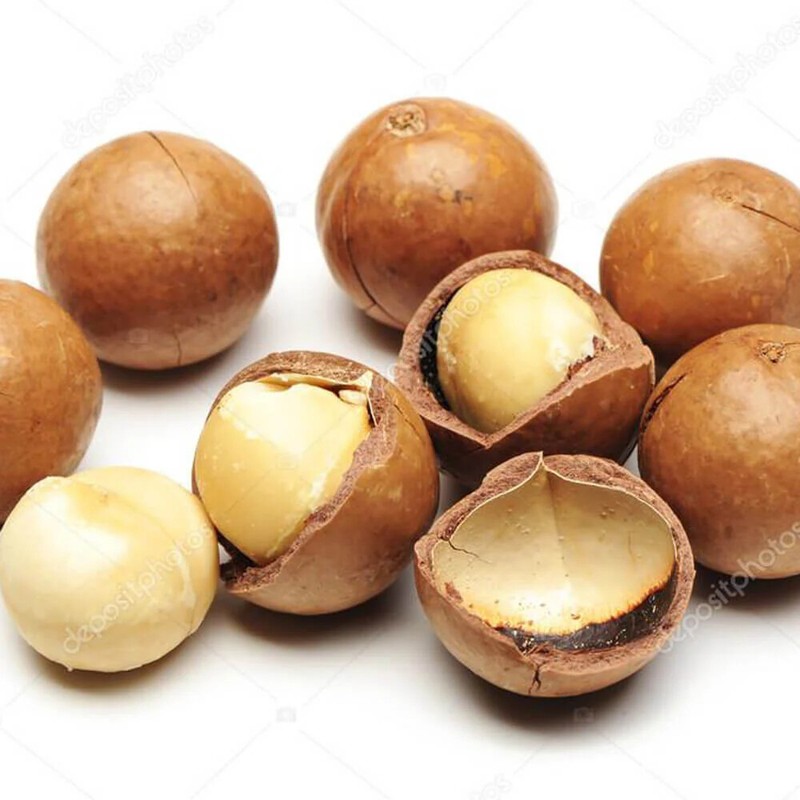 20+ Macadamia Nut Perande Seeds (Macadamia integrifolia) For Planting gallery