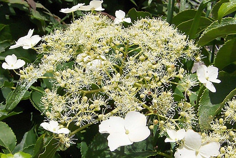 Climbing Hydrangea, Hydrangea anomala petiolaris, Vine Seeds, (Showy, Fragrant) gallery
