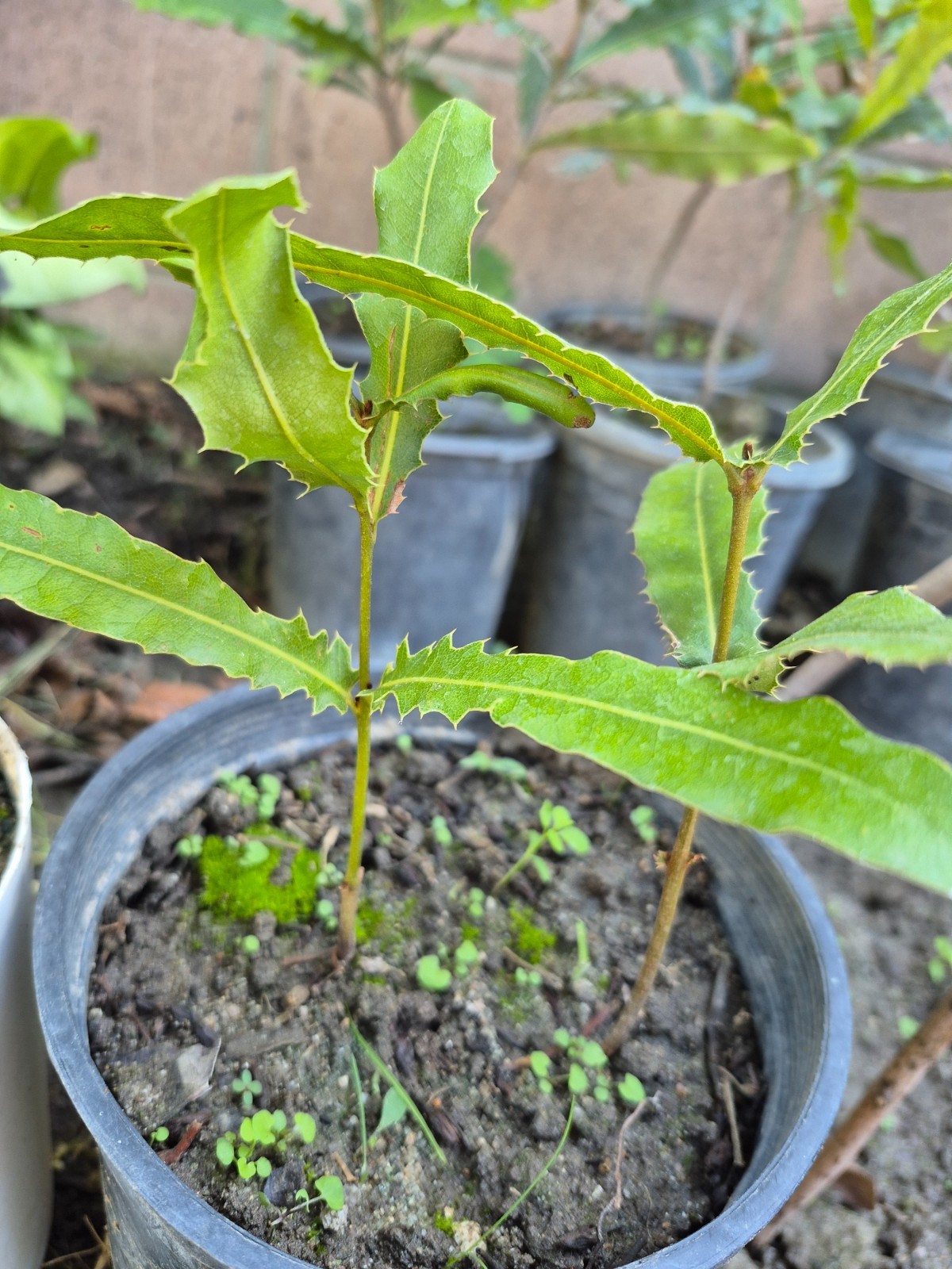 2 Macadamia Nut Tree Seedlings “Macadamia Integrifolia” gallery