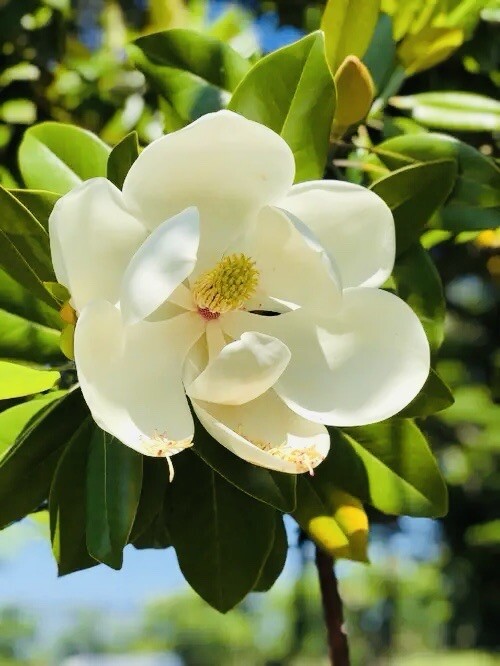 1 PACK 4” POT SOUTHERN MAGNOLIA TREE GREENHOUSE BEST GIFT LIVE PLANT GUARANTEED gallery