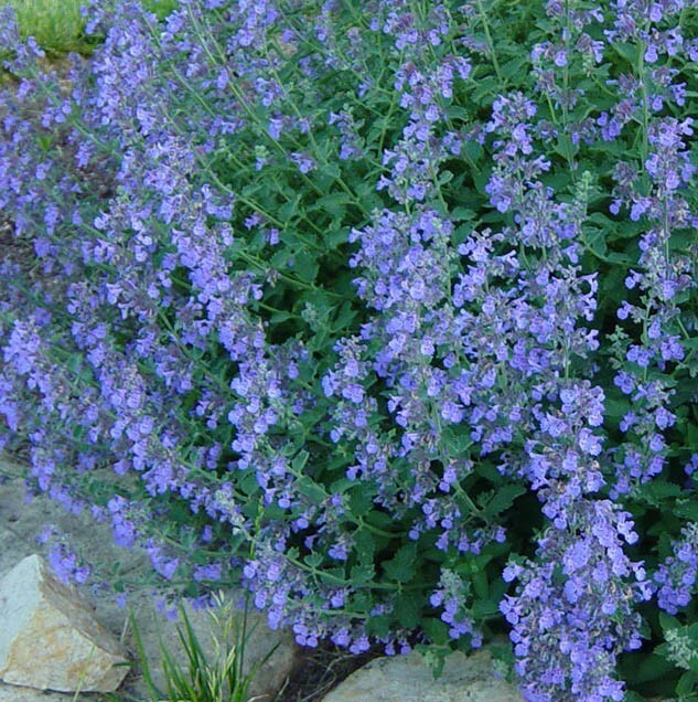 CATMINT Lavender Blue Heirloom Perennial Teas Insect Repellant Non-GMO 200 Seeds gallery