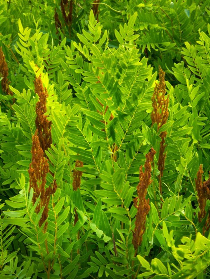 Royal Fern | Bare-root gallery