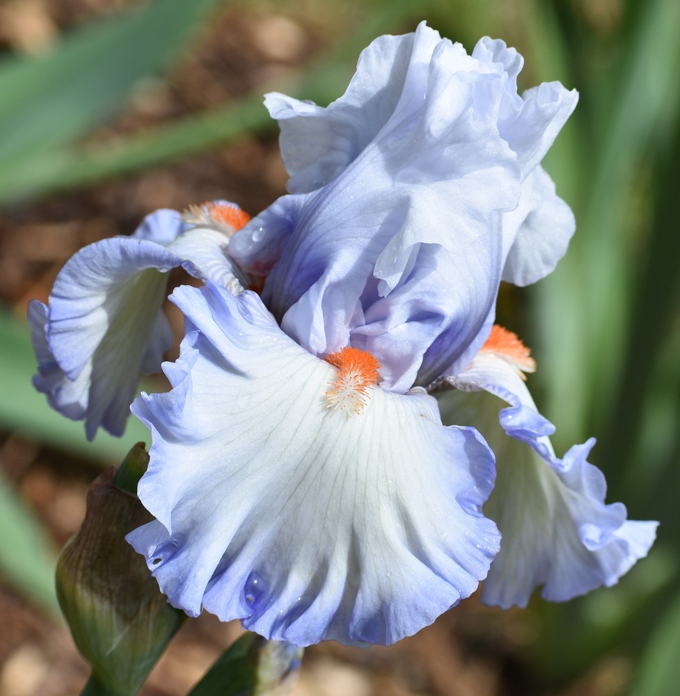 'Waterline' Tall Bearded Iris Rhizome PRE-SALE to Ship Aug/Sept gallery
