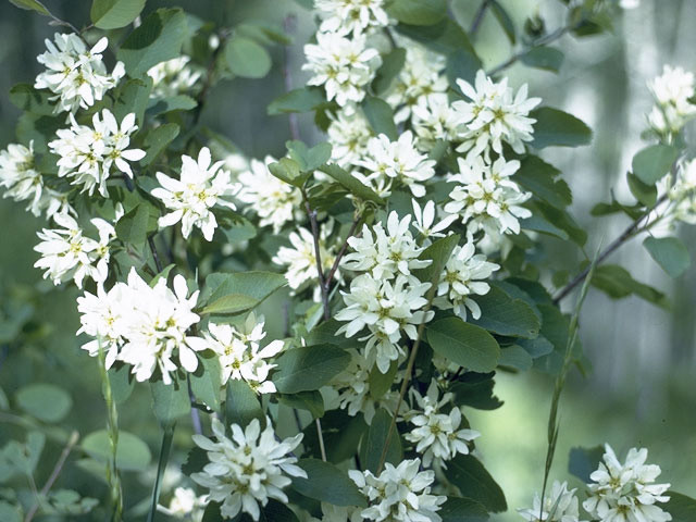Saskatoon Serviceberry, Amelanchier alnifolia, Seeds gallery