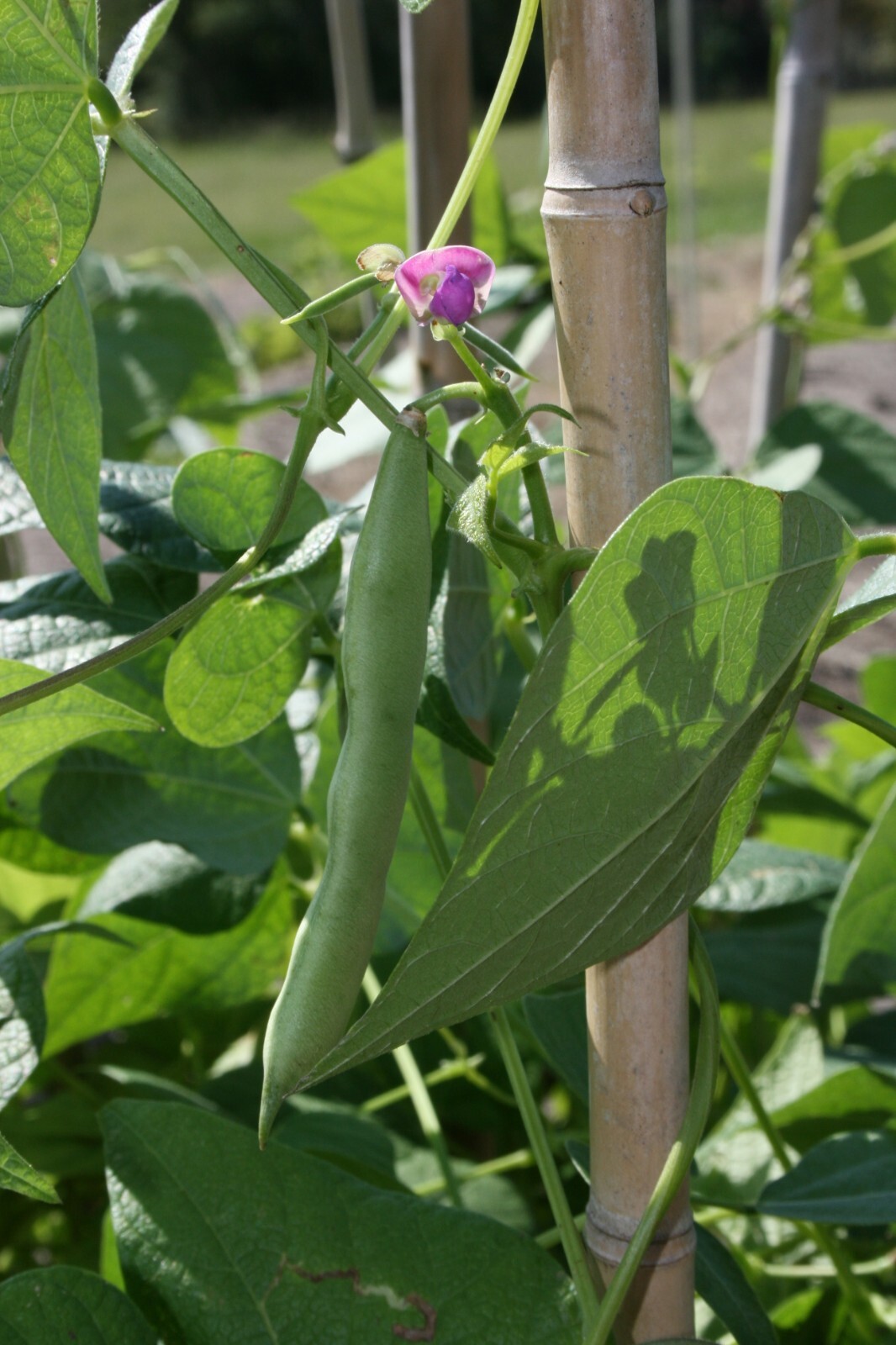 Black Turtle Bean Seeds, NON-GMO, Shelling Dry Bean, Frijoles Negros, FREE SHIP gallery