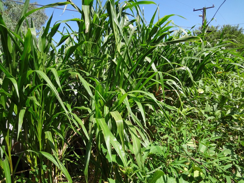 TEOSINTE Nitrogen-Fixing Corn Ancestor (Zea mays ssp. mex./parviglumis) SEEDS gallery