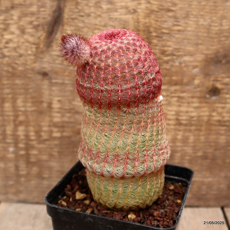 D4237 ECHINOCEREUS RIGIDISSIMUS RUBRISPINUS pot9-H14-W7 cm MaMa Cactus gallery