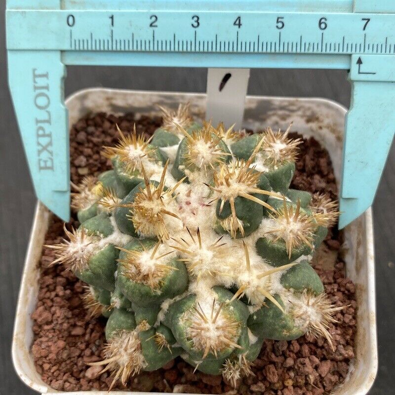 Cactus Succulent Plants Coryphantha Elephatidens Hybrid Beautiful Cactus 6-7CM gallery