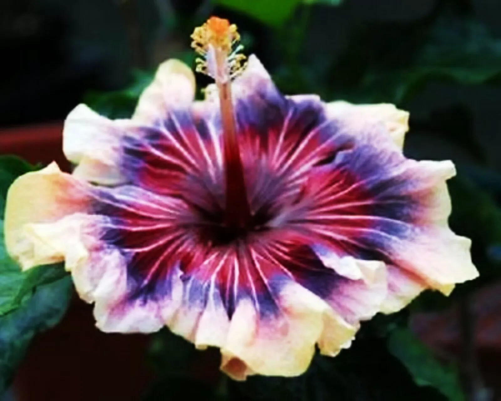 🌺🌺 MADAGASCAR hibiscus MOSCHEUTOS mallow Malvaceae STARTER Live PLANT US ship gallery