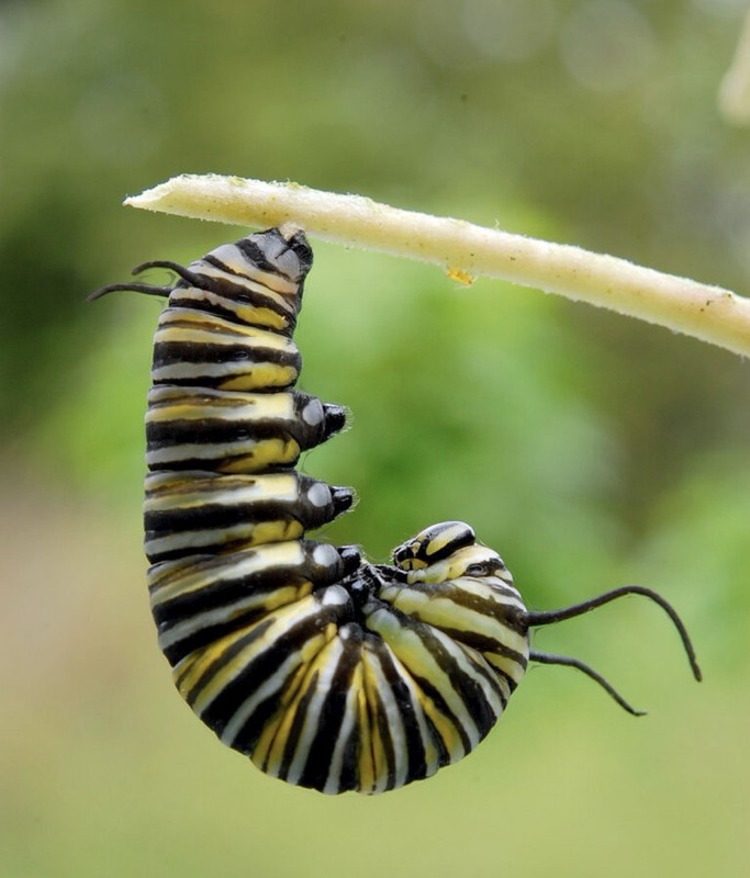 Monarch caterpillars (live), Butterfly gallery