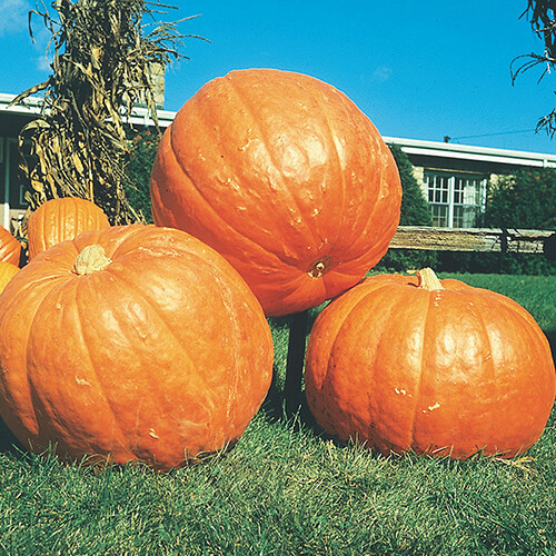 Big Max Pumpkin Seeds | 10 Seeds | Heirloom | Non-GMO | Free Shipping | 1075 gallery
