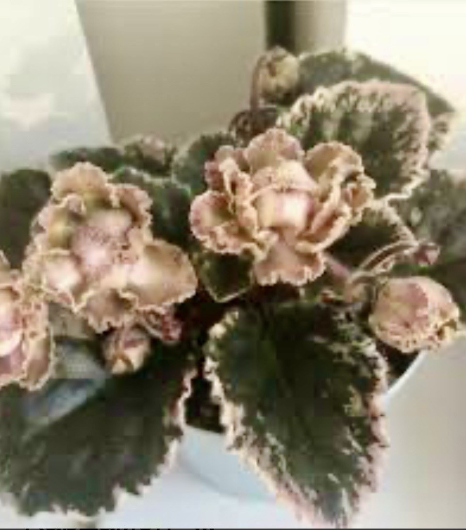 African Violet LE Kardamon Starter gallery