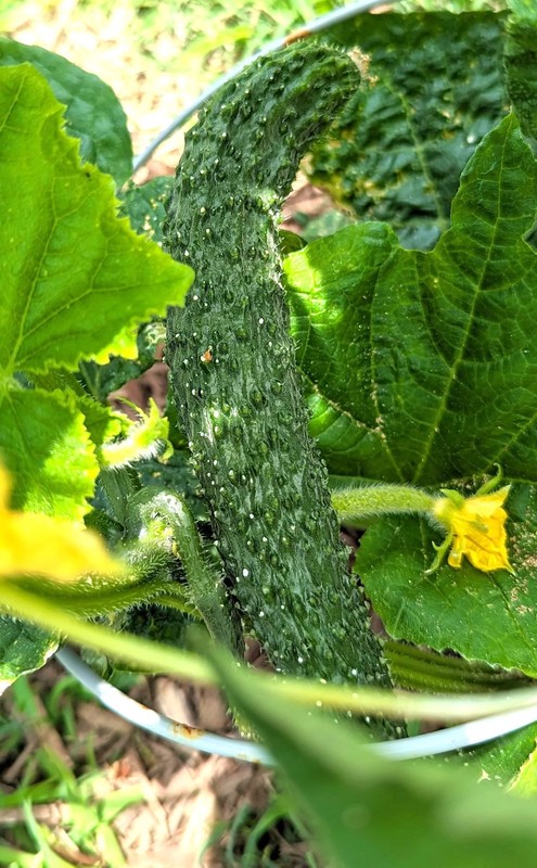China Jade Burpless Cucumber Seeds - For 2026 Planting Delicious Long Dark Green gallery