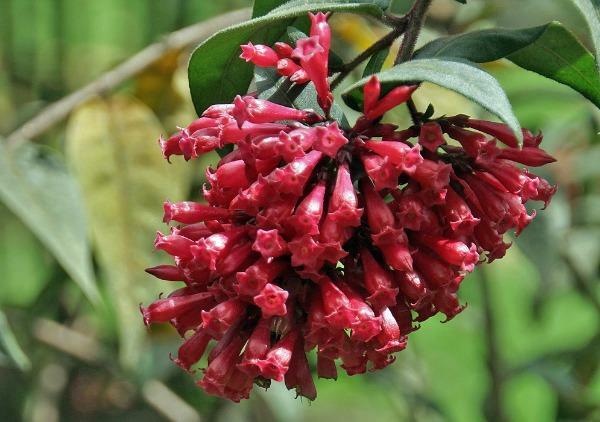 Cestrum elegans | Bastard Jasmine | Red Cestrum | 10 Seeds gallery