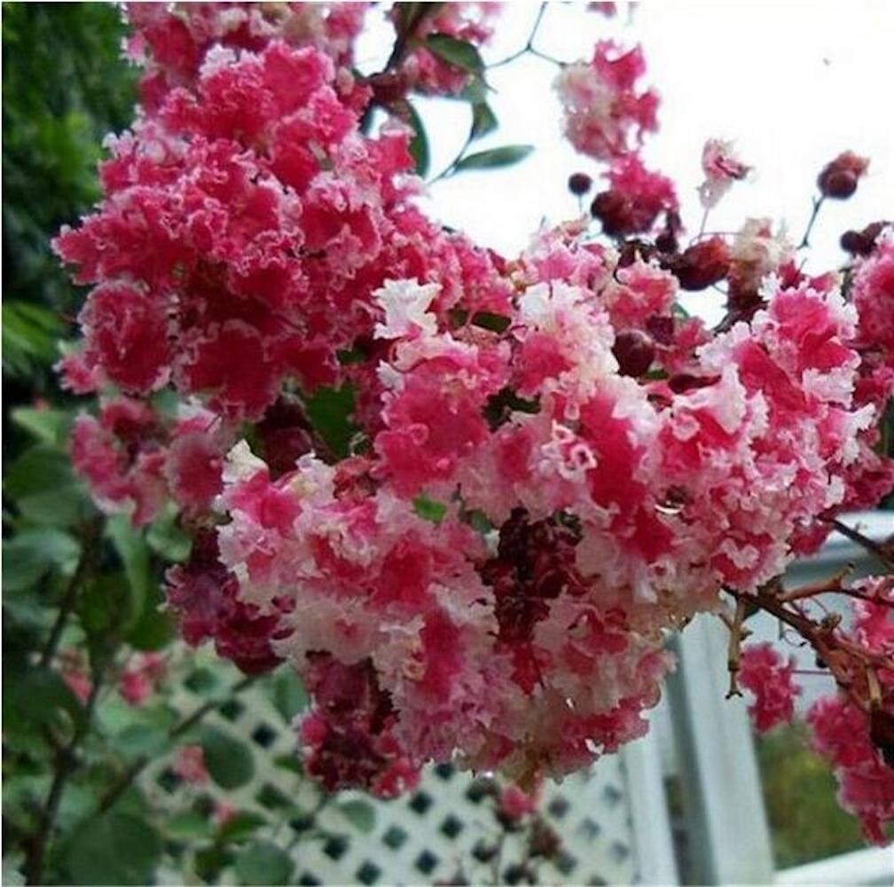20 SEEDS for Red & White CRAPE MYRTLE rare flower exotic tree plant USA Seller gallery