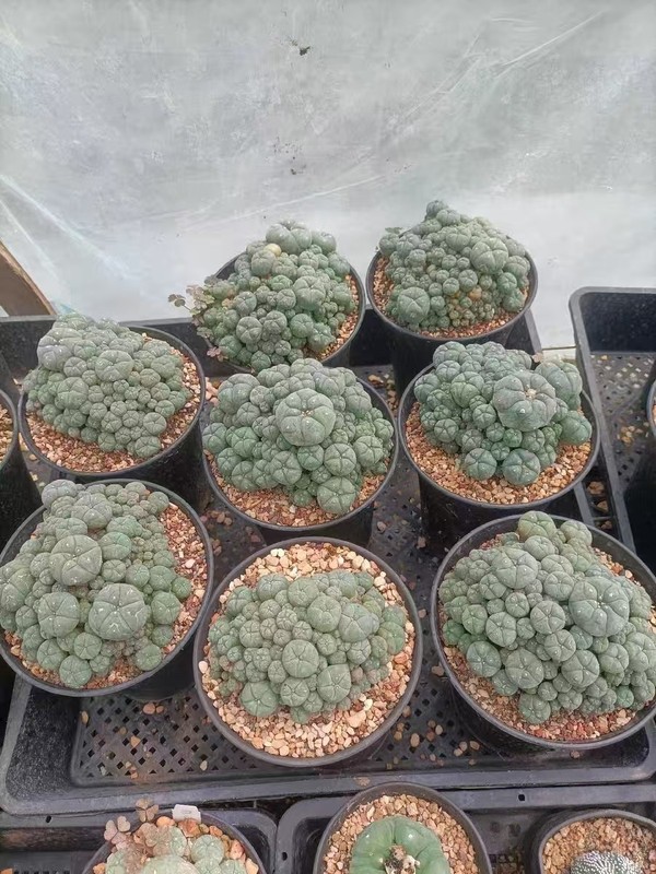 Succulent Plant cactus Multi Heads home Garden beautiful pot 13cm gallery