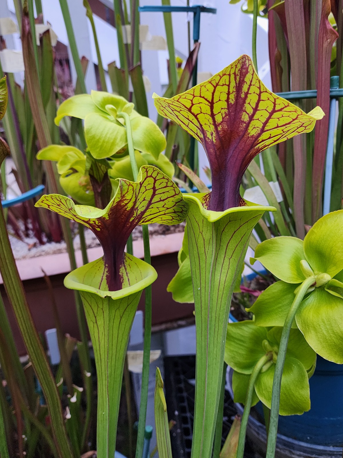 2025 SARRACENIA SEEDS: FLAVA ACID VIPER X KING COBRA [CARNIVOROUS PLANT SEED] gallery