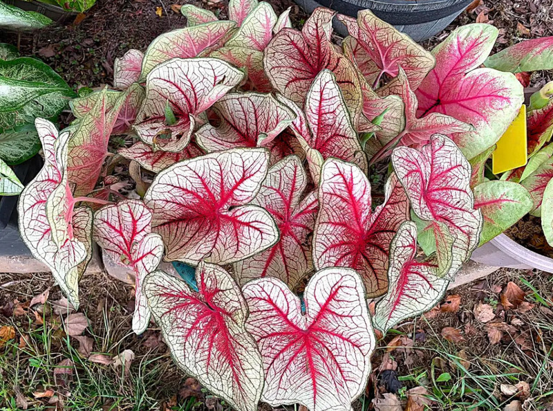 Caladium ‘Southern Charm’ – Size #2 Bulbs (4 Bulbs, 1-1.5") – For Sun or Shade gallery