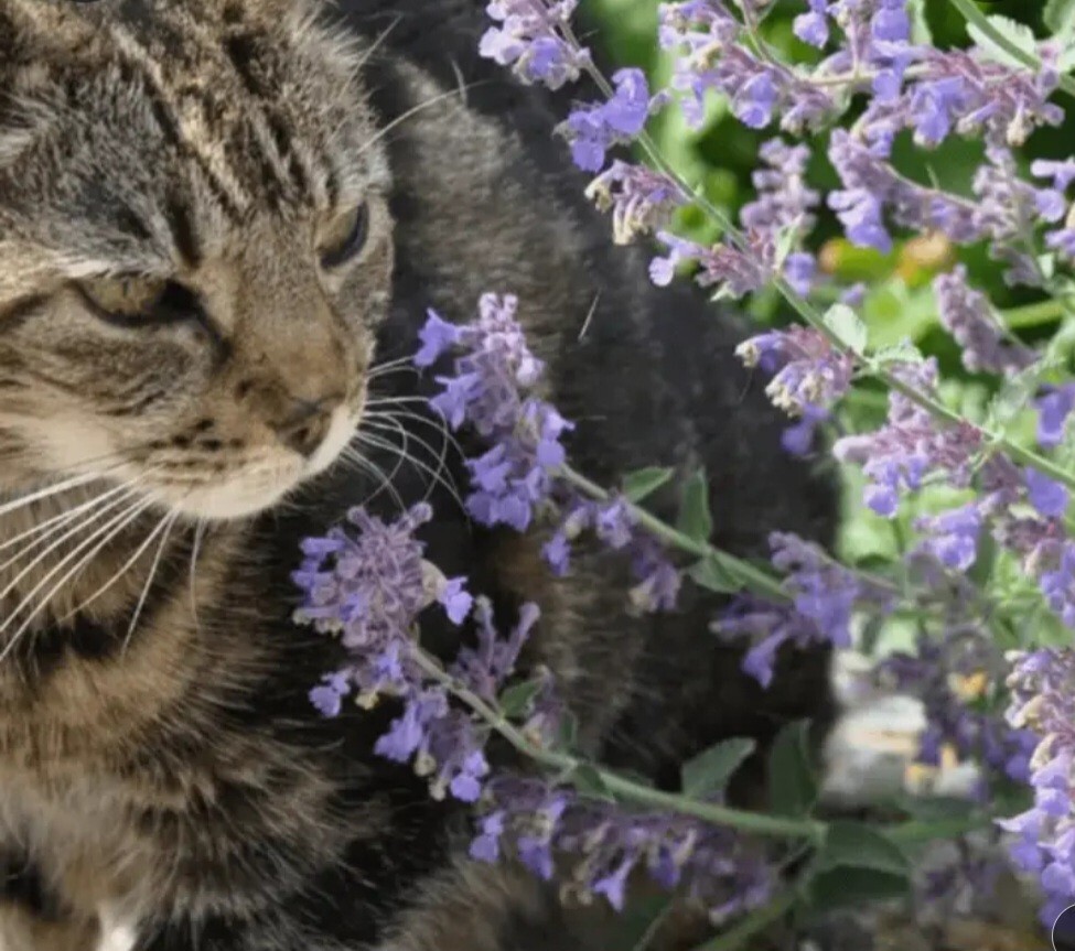 Catnip Seeds, Nepeta Cataria gallery