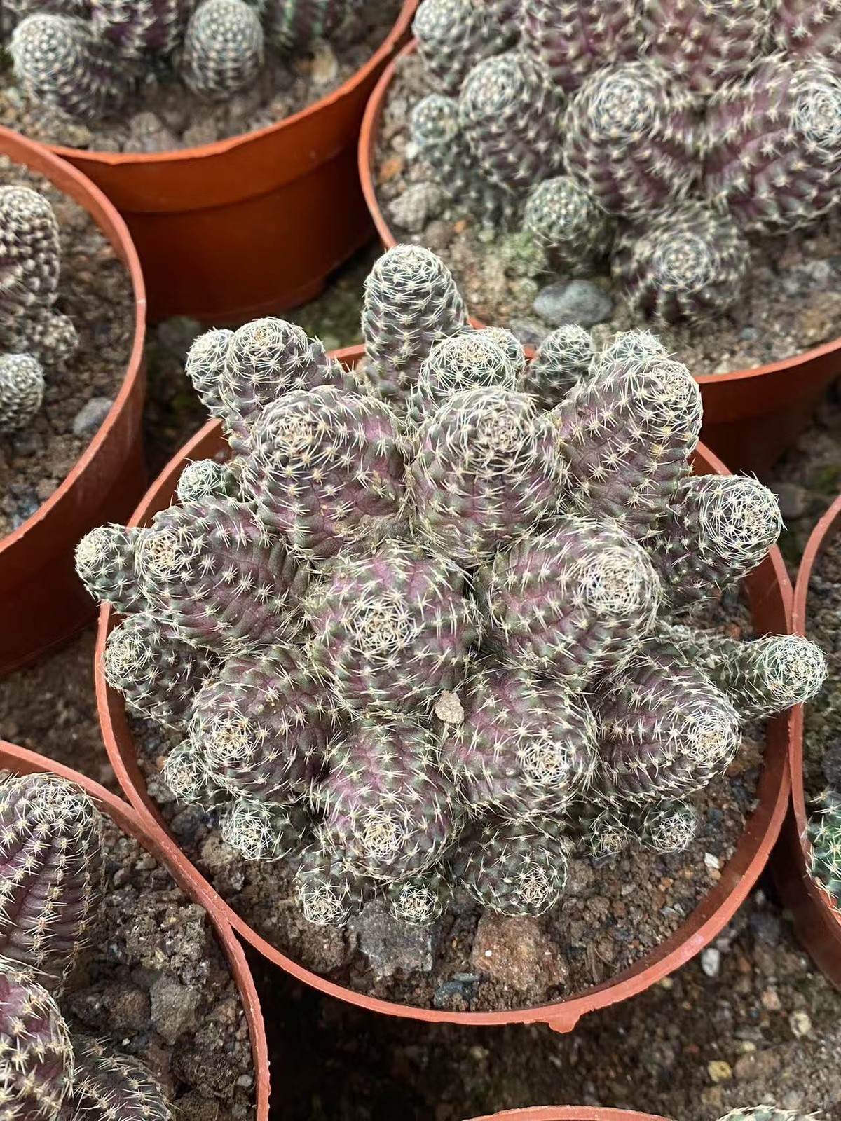 Multi-Head Mediolobic Succulent Cactus Plant Beautiful 7-10CM gallery