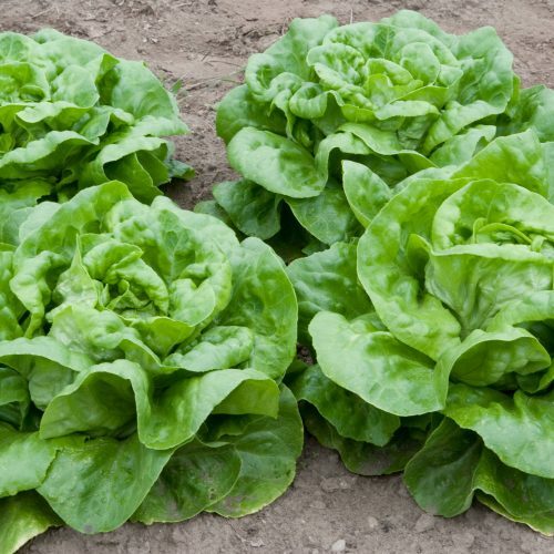 White Boston Lettuce Seeds | Heirloom / Non-GMO | Free Shipping | 1105 gallery