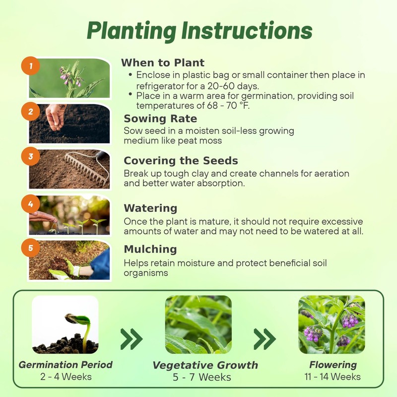 Comfrey Seeds - 100 Pcs. Perennial, Drought-Tolerant Low Maintenance, Herb S... gallery