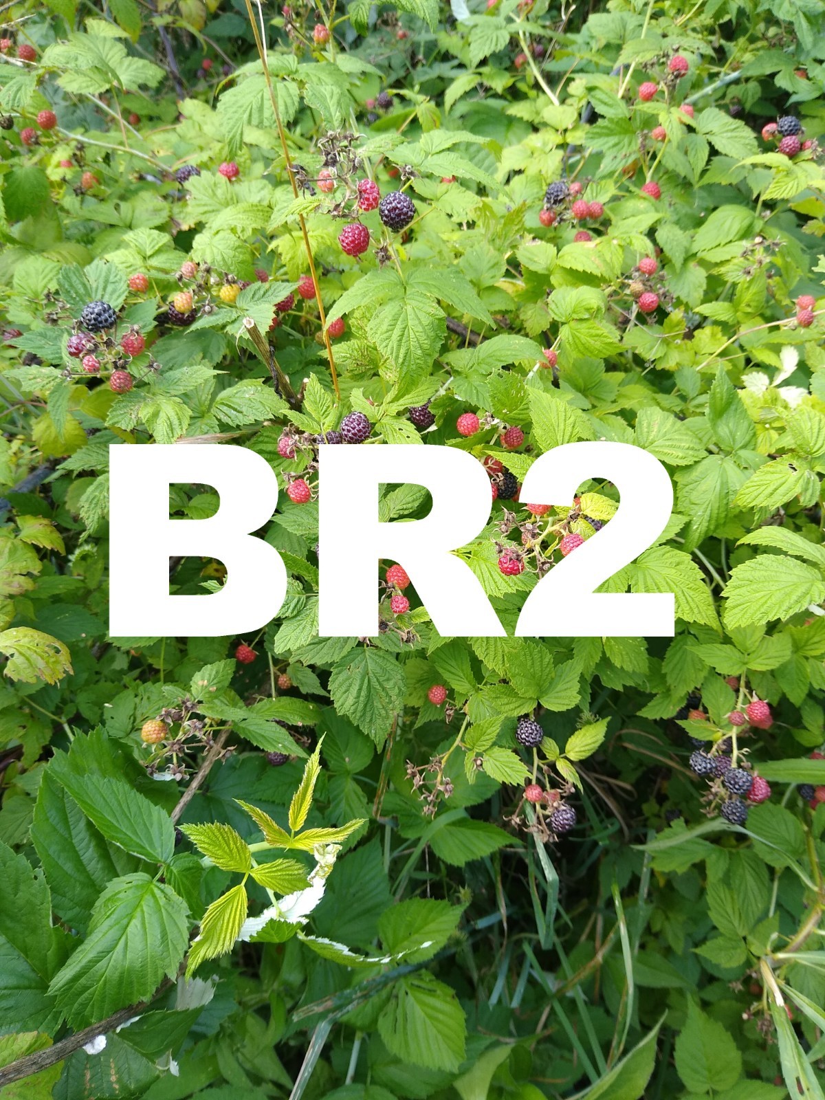 ORGANIC BLACK RASPBERRY (Version #2), Bigger Berries, Fresh seed, Made in USA gallery