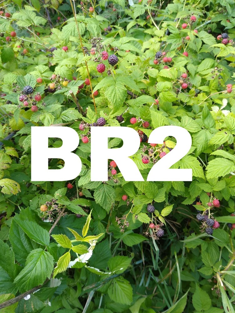 ORGANIC BLACK RASPBERRY (Version #2), Bigger Berries, Fresh seed, Made in USA