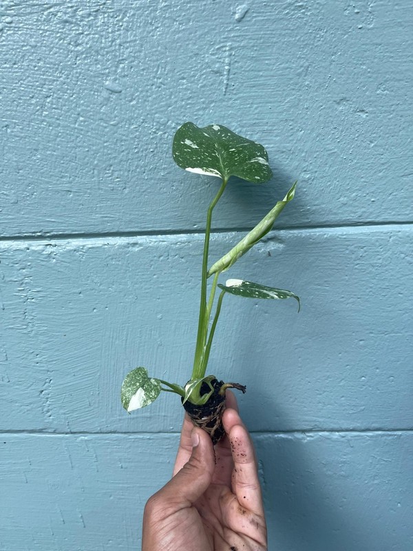 Variegated Monstera Thai Constellation Rare Live Indoor Tropical Houseplant gallery